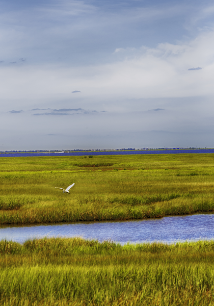 wetlands